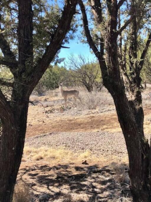 Cottonwood Creek Cabins - Alpine, Tx מראה חיצוני תמונה
